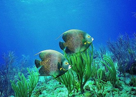 環(huán)境影響評(píng)價(jià)、排污許可證、應(yīng)急預(yù)案